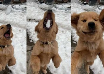 Video: Golden Retriever Dog Is Expert in Catching Snowballs