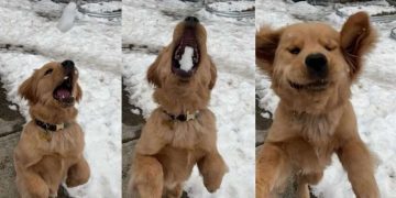 Video: Golden Retriever Dog Is Expert in Catching Snowballs