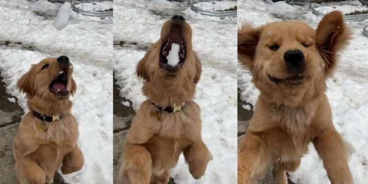Video: Golden Retriever Dog Is Expert in Catching Snowballs
