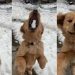 Video: Golden Retriever Dog Is Expert in Catching Snowballs