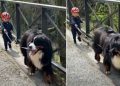 Bernese Mountain Dog Adorably Leads Little Boy During Walk