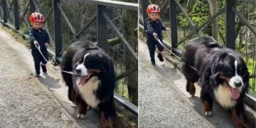Bernese Mountain Dog Adorably Leads Little Boy During Walk