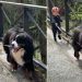 Bernese Mountain Dog Adorably Leads Little Boy During Walk