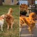 Golden Retriever’s Search for Love Is Not Going Well