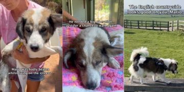 Rescue Dog Learns To Walk Again & Finally Finds His Happily Ever After