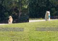 Golden Retriever Thinks He Lost Mom, Then Sees Her & Comes Running