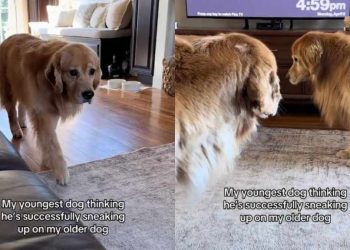 Dog Hilariously Tries To Sneak up on Older Furry Sibling