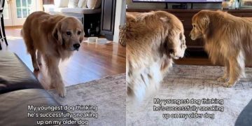 Dog Hilariously Tries To Sneak up on Older Furry Sibling