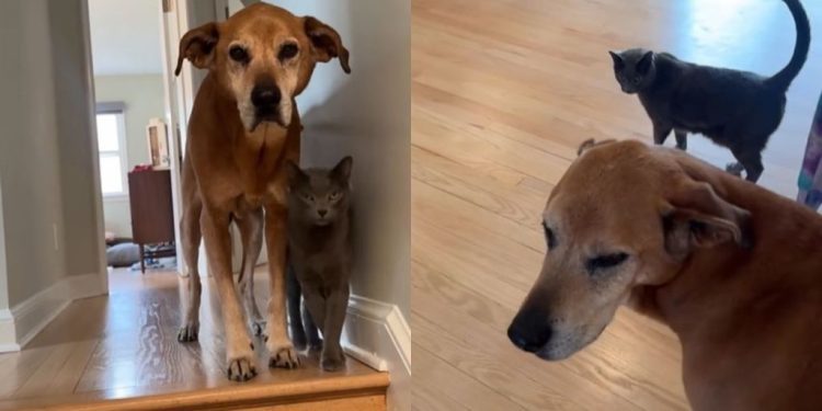 Senior Dog Gets a Helping Paw From Cat While Coming Down the Stairs