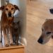 Senior Dog Gets a Helping Paw From Cat While Coming Down the Stairs