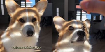 Corgi Is ‘Locked In’ as Soon as Owner Brings Out Ball