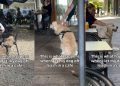Golden Retriever Likes to Get Himself Busy As Soon As He Is Off the Leash at a Cafe