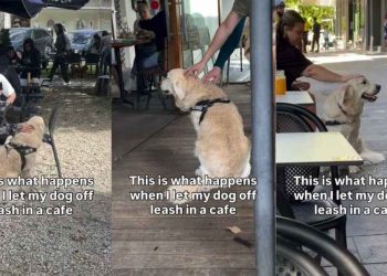 Golden Retriever Likes to Get Himself Busy As Soon As He Is Off the Leash at a Cafe