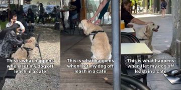 Golden Retriever Likes to Get Himself Busy As Soon As He Is Off the Leash at a Cafe