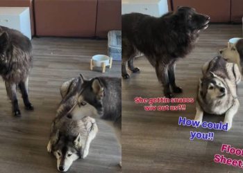 These Dogs Have a Lot To Say When Mom Says She Needs To Go Out Without Them