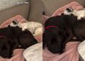 Dog’s Bond With the Foster Pup Is the Kind You Read About in Stories