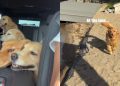 Owner Documents Golden Retriever Pack’s Lake Day Adventures