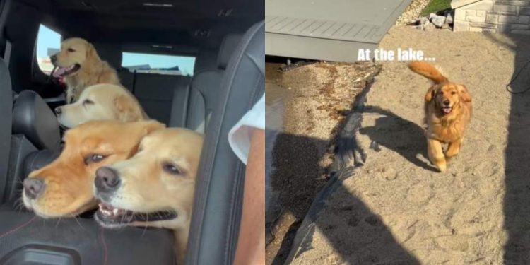 Owner Documents Golden Retriever Pack’s Lake Day Adventures
