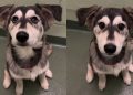 Golden Retriever-Husky Puppy Abandoned at Shelter Finds Forever Home
