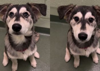 Golden Retriever-Husky Puppy Abandoned at Shelter Finds Forever Home