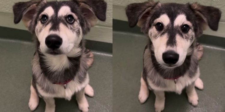 Golden Retriever-Husky Puppy Abandoned at Shelter Finds Forever Home