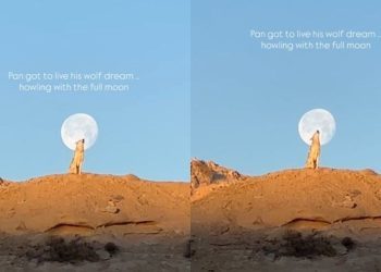 Dog Living His ‘Wolf Dream’ With Full Moon Steals Hearts