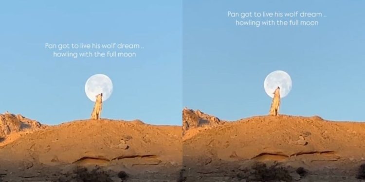 Dog Living His ‘Wolf Dream’ With Full Moon Steals Hearts