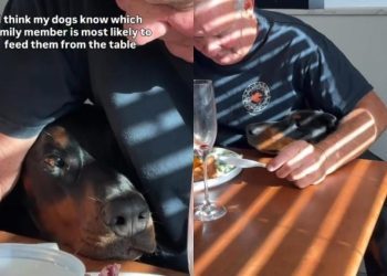 Dogs Know Grandpa Can’t Resist Sneaking Them Food From Dinner Table