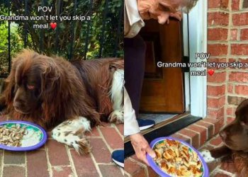 Dog Gets Grilled Cheese for Dinner as Grandma Won’t Let Him Skip a Meal