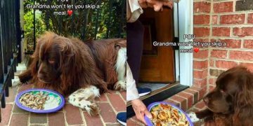 Dog Gets Grilled Cheese for Dinner as Grandma Won’t Let Him Skip a Meal