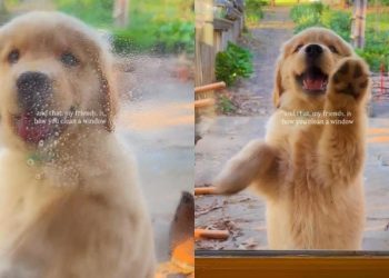 Puppy Adorably Tries To Help Owner in Cleaning Window