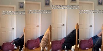 Dogs Do Not Pay Much Attention to Dad Pretending To Fall