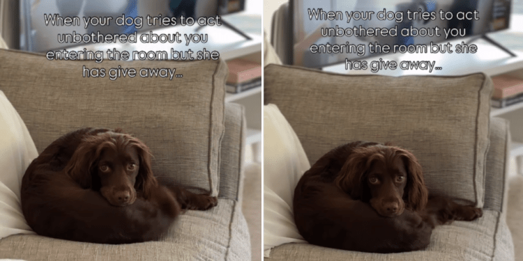Dog Acts Unbothered When Owner Enters Room but Her Tail Says Otherwise