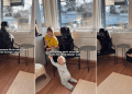 Dog’s Favorite Chair Has No Room for the Baby, So She Gets One of Her Own