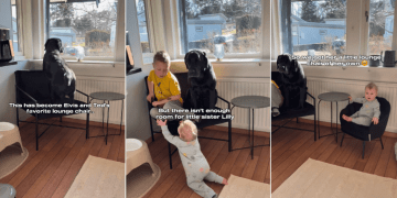 Dog’s Favorite Chair Has No Room for the Baby, So She Gets One of Her Own