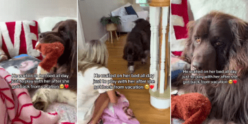 Dog Stays in Bed With Little Girl After She Returns Home From Vacation