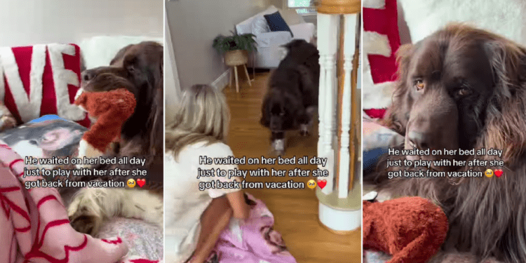 Dog Stays in Bed With Little Girl After She Returns Home From Vacation