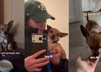 Foster Dog Goes From Shaking in Fear To Feeling Loved & Safe