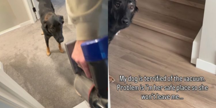 Dog Is ‘Terrified’ of the Vacuum but Still Follows Mom for Sweet Reason