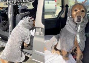 Dog Has Had Enough at the Beach & Returns to the Car To Do This Next