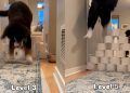 Bernese Mountain Dog Enjoys Toilet Paper Challenge
