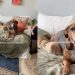 Dog Makes for a ‘Perfect’ View for Mom Every Time She Enters the Room