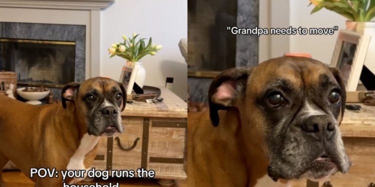 Dog Makes It Clear Grandpa Is Sitting in the Wrong Spot on the Couch