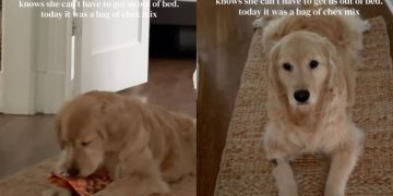 Golden Retriever Uses a Clever, Fruitful Trick To Get Mom Out of Bed