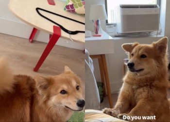 Dog Answers What She Wants With Her Ears