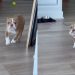 Puppy Doesn’t Understand How To Play Fetch Yet