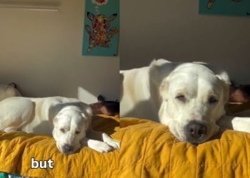 Dog Transforms Into ‘Sunshine Bear’ When the Light Hits