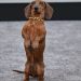 ‘Beef’ Star Dachshund Jones Makes Red Carpet Debut at Premiere