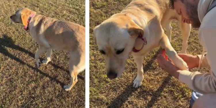 Dog Stops Mid Way & Requests Paw Check From Dad While Out on a Walk