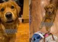 Golden Retriever Has His Eyes on a Toy Mom Bought, Just Not for Him